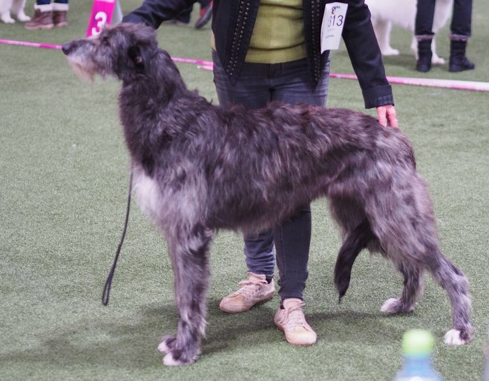 Crathlint Caoimhin Cara became Norwegian Champion. Judge Sean Delmar, Ireland.