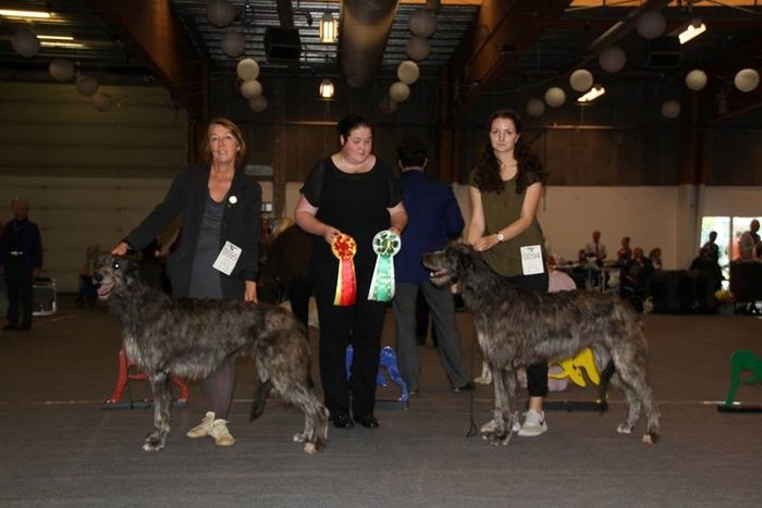 Both Crathlint Caoimhin Cara and Crathlint Cian Cedric (24 months) became Danish Champion in Års, Judge:  Maija Sylgrén, Finland. Photo copyright Inger Nikolajsen.