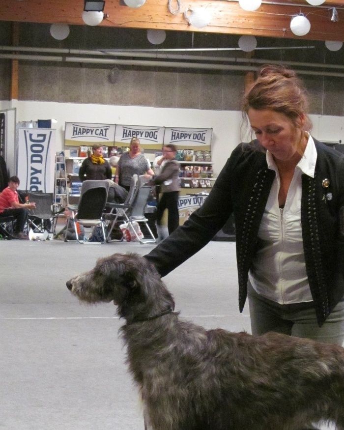 Crathlint Cian Cedric, (Gentiehun Tain x Pitlochry`s Irina), 12 months old winning Junior CAC, CAC, BOS and Junior BIS 3 in Aars. Judge: Barbara Ruth Smith, Se.