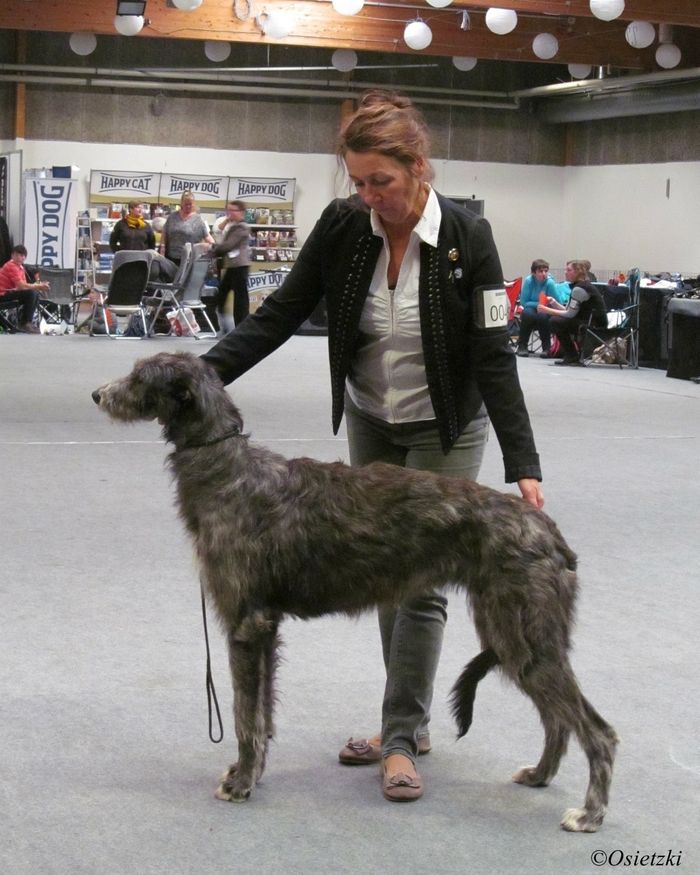 Crathlint Cian Cedric, (Gentiehun Tain x Pitlochry`s Irina), 12 months old winning Junior CAC, CAC, BOS and Junior BIS 3 in Aars. Judge: Barbara Ruth Smith, Se.