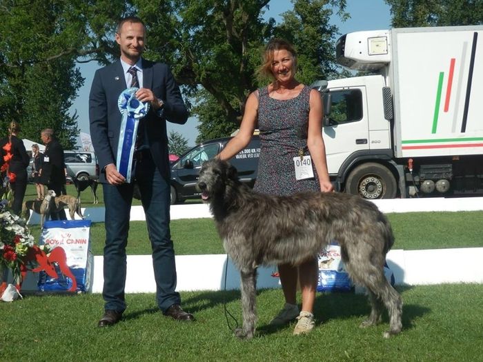 Crathlint Cian Cedric, 22 month old, Club Winner 2015, BIS2 Intermediate Class, Judge Frédéric Maison, France.