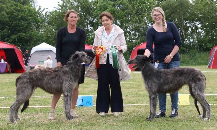 Hasmark May 2016: 
Crathlinint Cian Cedric BOB & Crathlint Dorthy Del BOS