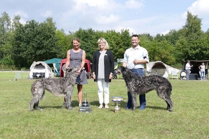 INTCH, NordicCH, DKCH, SEUCH, NOCH, German VDH & DWZRV CH, Jahressieger 2016 Fritzens Celeste winning the annual german deerhound speciality 2016. Judge: Ingela Kyrklund. (84 enteries) - BOS was Landlord von der Oelmühle, owner Florent Friedrich, France. Photo: Björn Fritz.