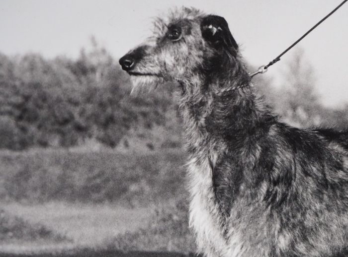 DKCH Pitlochry`s Idol (Guillari Pickled Pepper x Guillari Quivira), breeder E.C. Fernhout, born 02.09.1991