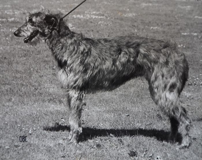 DKCH, KlubCH Pitlochry`s Iona (Guillari Pickled Pepper x Guillari Quivira), breeder E.C. Fernhout, born 02.09.1991