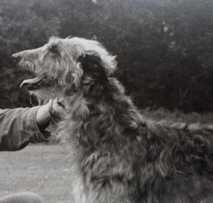 INTCH, DKCH, KlubCH Pitlochry`s Inez (Guillari Pickled Pepper x Guillari Quivira), breeder E.C. Fernhout, born 02.09.1991