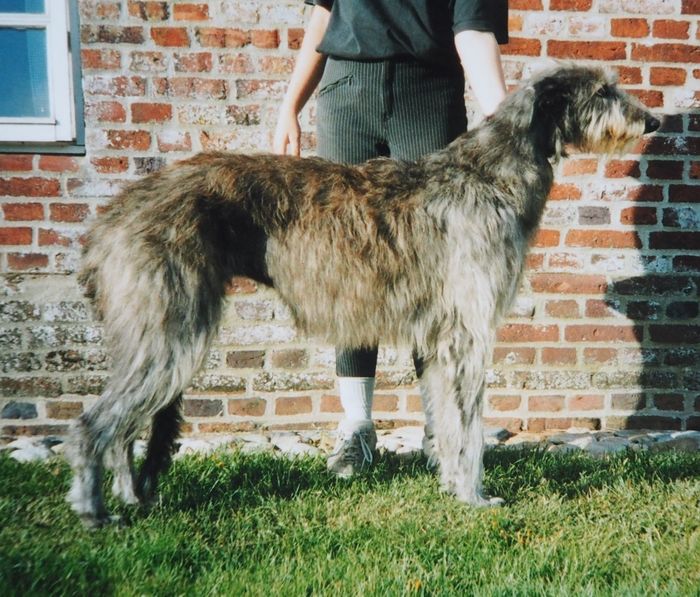 DKCH, klubCH Crathlint Annabla (Pitlochry's Co Conan x Pitlochry's Silver), breeder Randi Kontni, born 1999