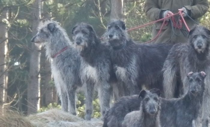 The Whole pack at walk an early morning.