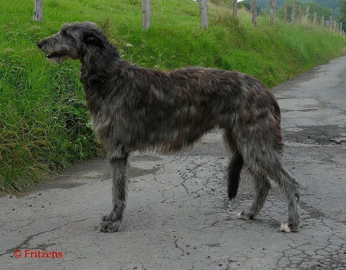 Crathlint Cian Cedric (3 years) INTCH, NORDCH, DKCH, SEUCH, NOCH, DECH, DEVDHCH, FCI Euro Sighthound 2015, Club Winner 2015, Junior KlubCH, KLBV16