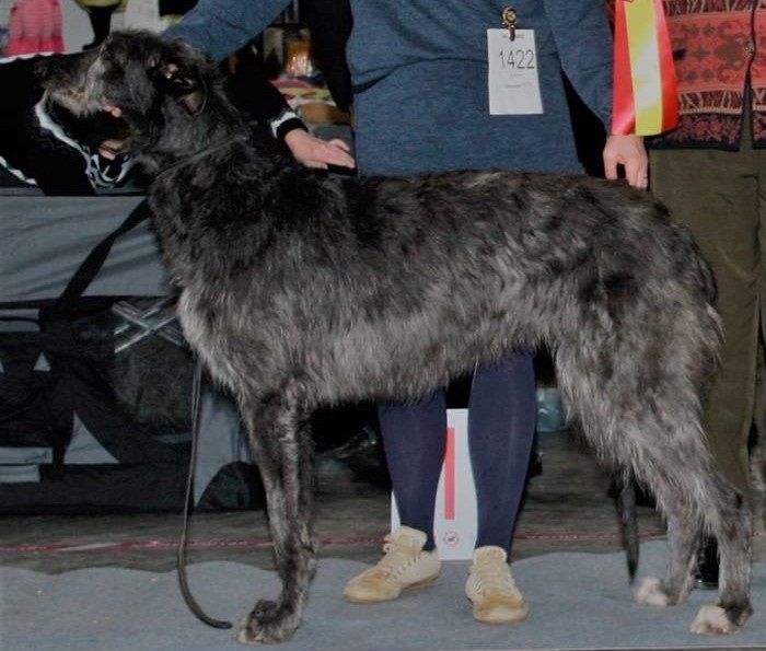 Fredericia 11.02.2017: Crathlint Dorthy Del (21 months) V1, CK, CAC, CACIB, BOB. Judge: Liliane de Ridder-Onghena, Belgium. Photo: Inger Nikolajsen 