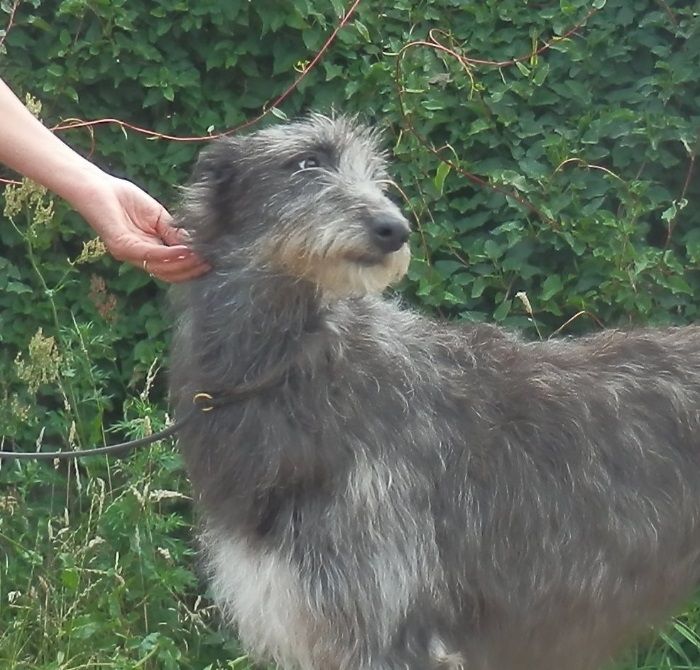 
DKCH, NOCH DKV15, DKKV15, FCIESHW15, KLBJCH, Crathlint Caoimhin Cara (Gentiehun Tain x Pitlochry`s Irina).