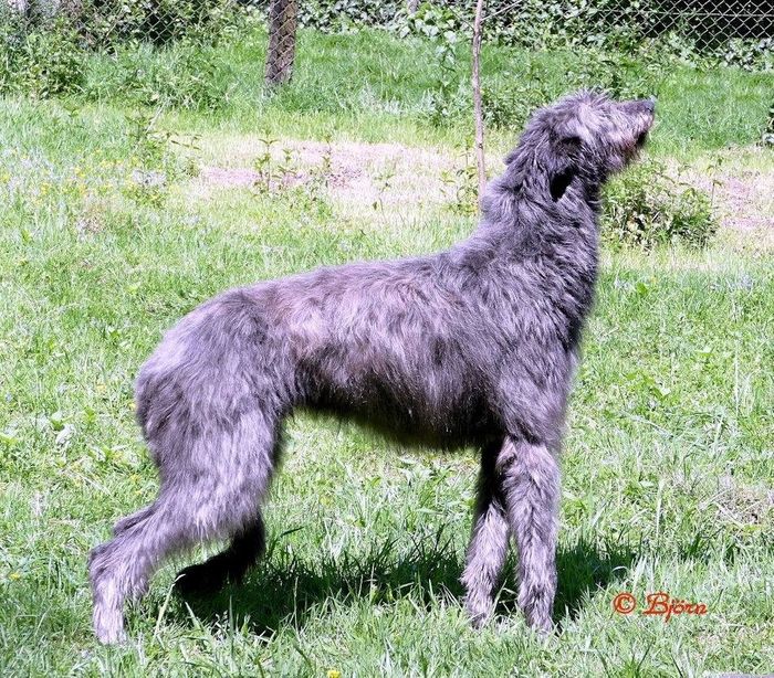 Fritzens Jethro (Finlas at Claonaiglen x Fritzens Brightlingsea) , owner Klaus Krüger & Björn Fritz, Photo: Björn Fritz.