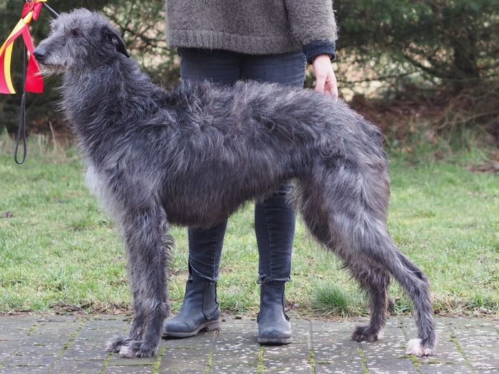 Crathlint Dearbhail Drew (33 months) Fredericia: excellent, V1, CACIB, BOB. Judge: Jean-Jacques Dupas, France
