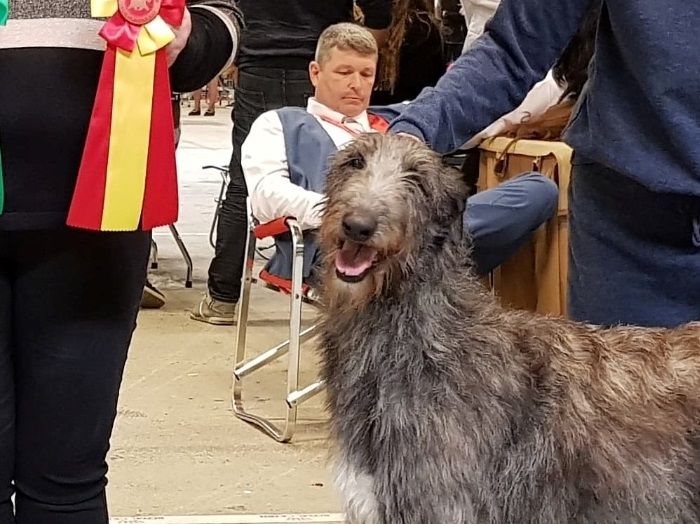 Crathlint Étaoin Enora, 17 months: Deutscher Jugend-Champion (VDH), Danish Junior Club-Champion, DKK Junior Champion 