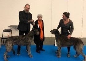 At the International Show in Gøteborg, 06. january 2020 Crathlint Ètaoin Enora  and her brother, Crathlint Eóghann Erwan (owner Calle Kellgren), both became swedish champions. judge Nenne Runsten Photo: Rebecca Hjort.

