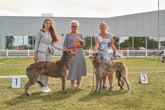 At the Danish Sighthound show held in Nyborg the 01.08.2020, Crathlint Etaoin Enora was V1, CK, Klub-CAC, BOB, lovely handled by Marlene Holgaard. At her first show, Crathlint Franc Fionnuala (12 months) was V1, CK, Junior CAC, 2. bitch with CAC. Because of the Covid19 situation no BIS competition was held. Judge, Charlotte Høier. Photo: Kaj Frøling.