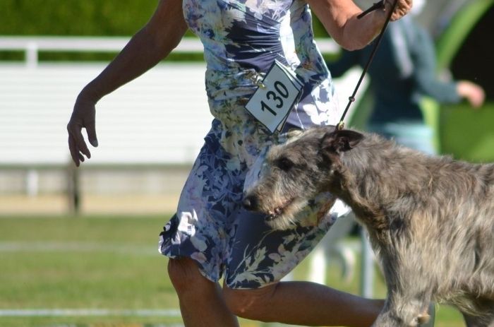Franc (14 months old) at the show in Hamburg, 20.09.2020
