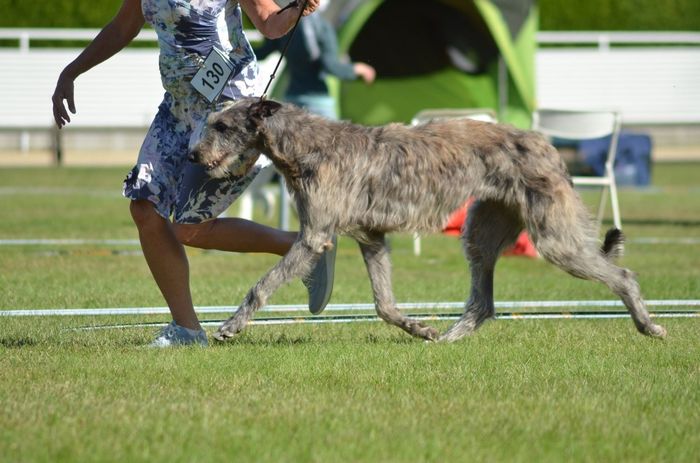 Franc (14 months old) at the show in Hamburg, 20.09.2020