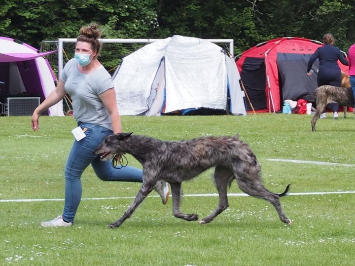 Crathlint Fiona Fyfe (23 months) had a great week-end in Vejen: 18. juni 2021 winning V1, CK, 1. bitch, CAC, Nordic CAC and BOB. Judge Leif Lehmann Jørgensen, DK. -  20. juni 2021 winning V1, CK, 2. bitch, CAC. Judge Svend Erik Løvenkjær, DK. Photo: Holger Prahm