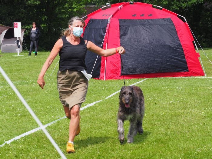 Crathlint Étaoin Enora running for her final CACIB
