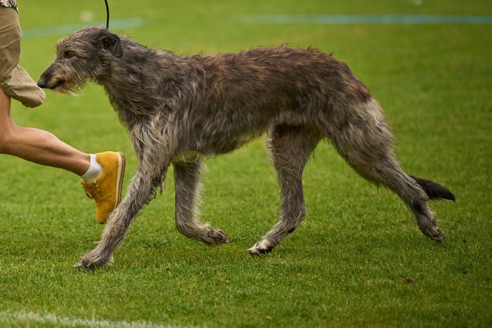 At the DKK show in Vejen, 20.juni 2021, Crathlint Étaoin Enora got her final CACIB an became International Champion. Judge Svend Erik Løvenkjær, Denmark
