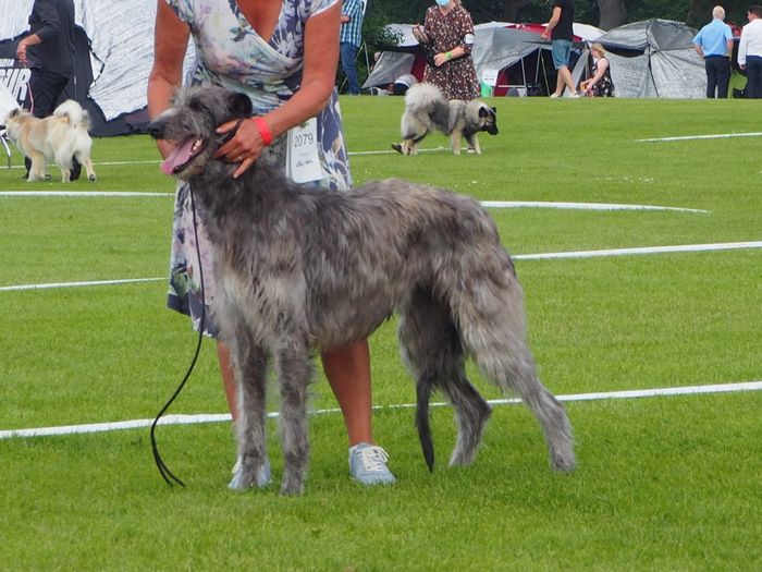 Crathlint Franc Fionnuala Klub-Junior champion and DK-Junior-Champion at her first show in june 2021 after the corona lock down.