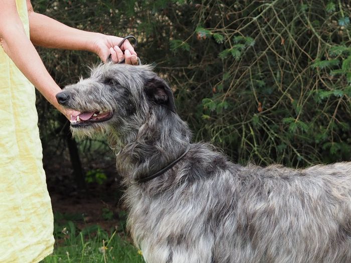 Crathlint Franc Fionnuala (24 months): Danish Champion
