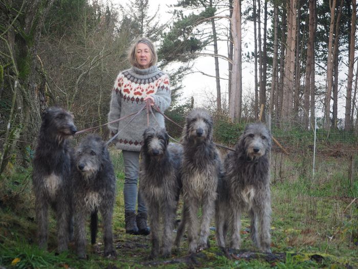 4 generations: Pitlochry`s Irina (breeder Conny Fernhout Schildt) with her son Crathlint Cian Cedric, two grandchildren Crathlint Etaoin Enora and Crathlint Franc Fionnuala and a grandgrandchild Crathlint Gwencalon Grania. Photo: Holger Prahm