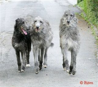 Crathlint Dearbhail Drew with her parrents Fritzens Celeste and Hillmorton Ghillie. Photo: Bjoern Fritz.